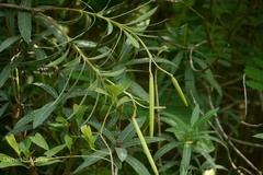 Nerium oleander